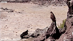 بهترین صحنه های تعقیب و شکار حیوانات وحشی