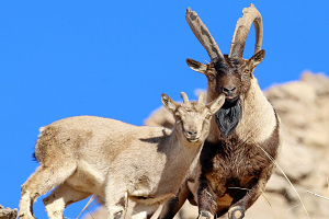 جفتگیری حیوانات در کوه و ریزش کوه