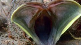 جنگ ماهی‌ها بر سر قلمرو