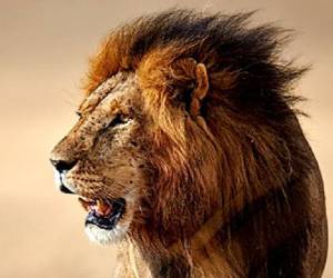 حمله حیوانات خشمگین به انسان