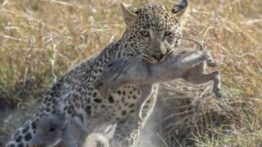 حیات وحش، بهترین حمله تماشایی ببر برای شکار گراز / جنگ واقعی حیوانات