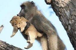 حیات وحش، دزدیده شدن بچه پلنگ توسط میمون