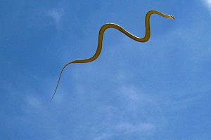 حیات وحش، شکار یک پرنده در بین زمین و آسمان توسط مار