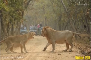 حیات وحش، نبرد سهمگین حیوانات نر در فصل جفت گیری جدید 2020