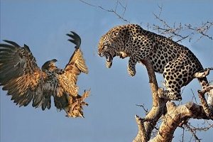 راز بقا- شکار پرندگان توسط حیوانات وحشی