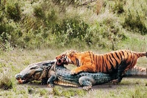 راز بقا - لحظات فوق‌العاده حمله ببر - شکار مرگبار حیوانات