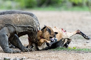 شکار حیوانات توسط اژدهای کومودو