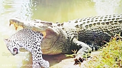 شکار حیوانات توسط تمساح