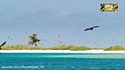 شکار حیوانات - حمله کوسه سفید بزرگ به حیوانات