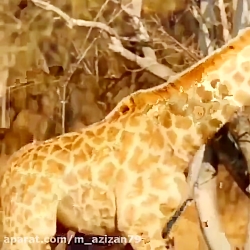 شکار حیوانات - شکار وحشتناک زرافه توسط شیر