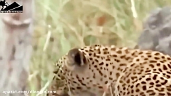 شکار حیوانات وحشی و اصابت گلوله به حیوانات