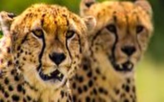 شکار دیدنی یک گوزن یالدار توسط چند یوزپلنگ گرسنه