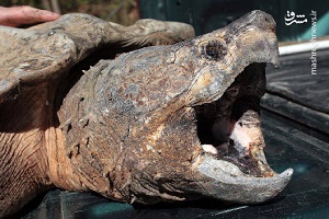 شکار عجیب حیوانات توسط لاک پشت