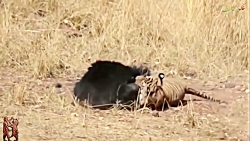 شکار مار٬ نبرد ببر و خرس و ...