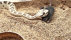 شکار موش توسط مار زنگی شاخدار