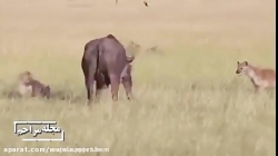 شکار نامردی حیوانات 18