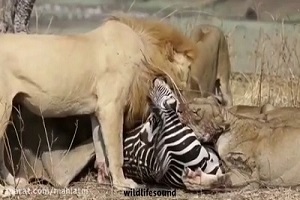 شکار گورخر توسط شیر ها و زنده زنده خوردن آن ها