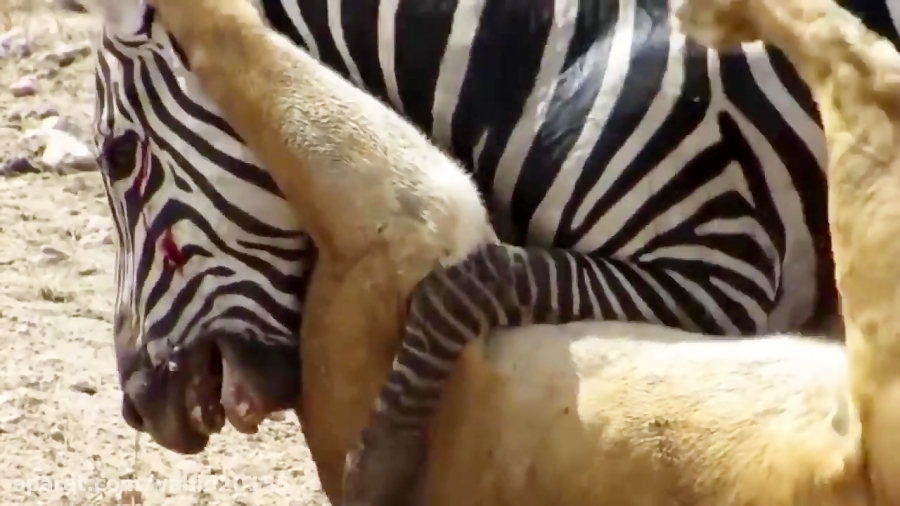 شیر و گورخر | شکار تماشایی گورخر