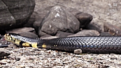 فیلم ترسناک جزیره وحشتناکترین مارها که هیچ انسانی در آن اجازه زندگی را ندارد HD