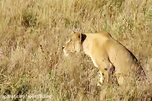 فیلم مستند جنگ و جدال شیرها و حیات وحش افریقا برای شکار حیوانات