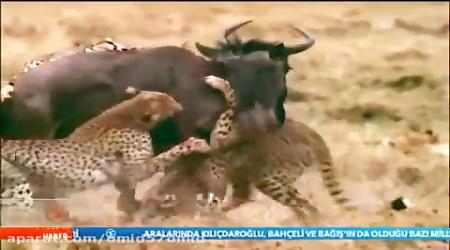 فیلم مستند شکارهای شیرها