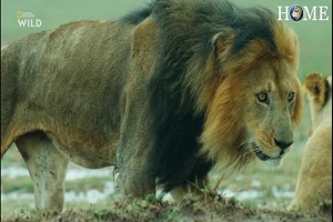 مستند حیوانات / بهترین و تازه ترین نبرد شیر با خرس وحشی