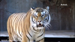 مستند قوی ترین حیوانات جهان که به راحتی شکار می کنند.