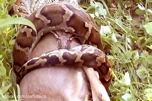 نبرد حیرت انگیز و ترسناک حیوانات وحشی