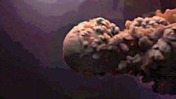 واقعیت های باورنکردنی درباره جفت گیری حیوانات !