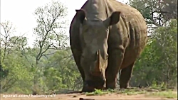 5 تا از بهترین فرارهای حیوانات از شکار شدن در حیات وحش