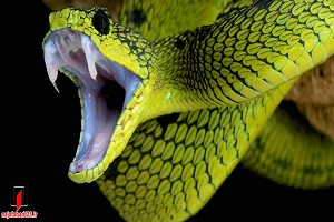 انتظار مار افعی شاخدار در لانه پرنده برای شکار