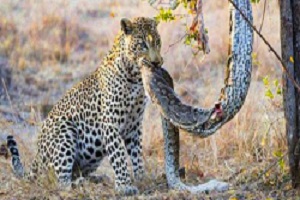 بهترین لحظات شکار حیوانات ازدست ندیید!!!