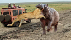 بهترین لحظه جنگ حیوانات برتر 2020