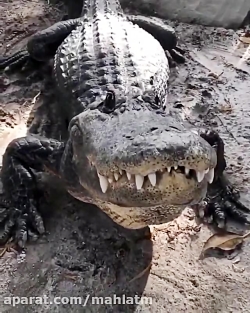 تا حالا صدای تمساح شنیده بودید