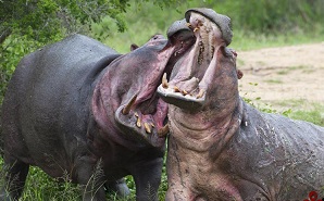 ترسناک ترین لحظات از مبارزه و شکار حیوانات