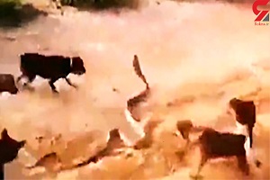 جدال سگ‌ها با مار بزرگ سمی