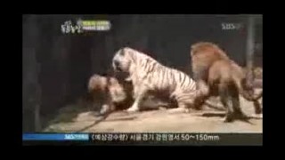 جنگ ببر های سفید با خرس گیریزلی وحشتناک!!!!