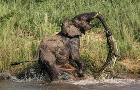 جنگ حیوانات وحشی