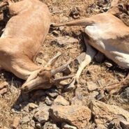 جنگ سنگین و سخت بین حیوانات وحشی