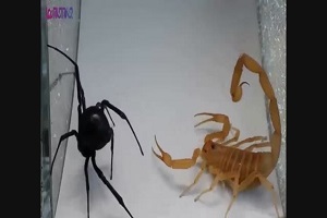 جنگ عقرب سیاه من با رتیل... میخواستم رتیل رو بدم بخوره ولی... !!!