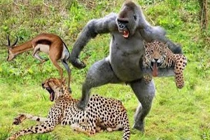جنگ و نبرد حیوانات وحشی بر سر شکار