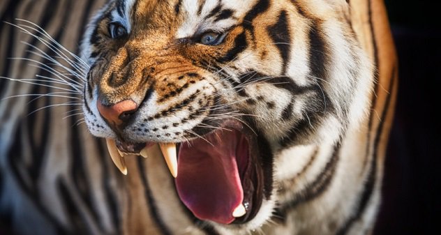 جنگ و نبرد حیوانات وحشی