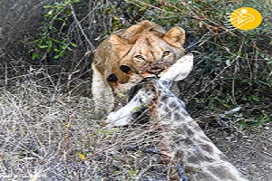 جنگ و نبرد ز در حیات وحش