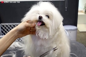 حمام کردن و کوتاه کردن موهای سگ کوچولوی بامزه