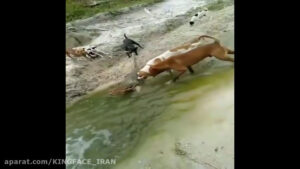 حمله 6 سگ وحشی به یک سوسمار بزرگ !!!