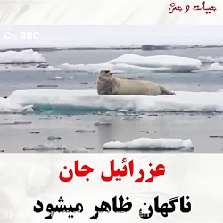 حمله باور نکردنی کوسه به فوک دریایی !!!