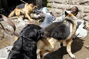 حمله حیوانات به انسان