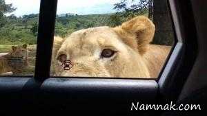 حمله حیوانات به ماشین ها