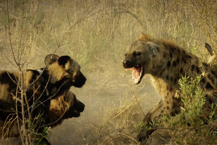 حمله حیوانات وحشی به یکدیگر