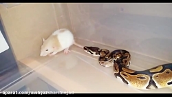 حمله و شکار بیرحمانه موش توسط مار گرسنه